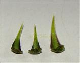  Inner phyllaries each with 2 marginal black stripes